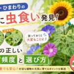 葉に虫くいアイキャッチ